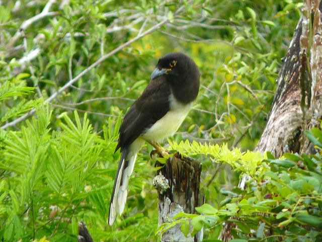 ティカル国立公園の画像18