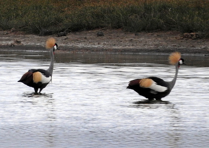 エレメンタイタ湖の画像1