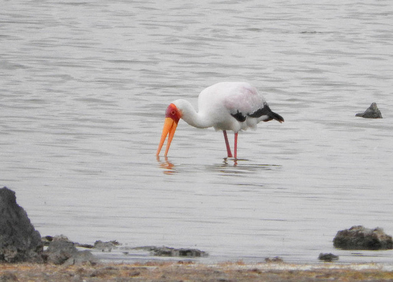エレメンタイタ湖の画像3