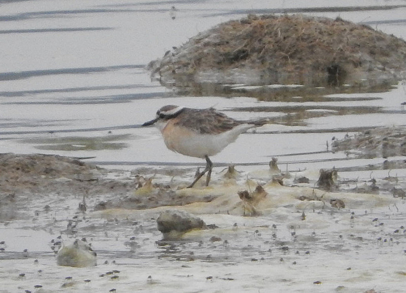エレメンタイタ湖の画像4