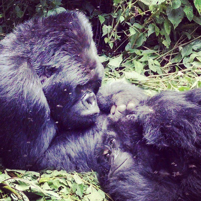 ヴィルンガ国立公園の画像1
