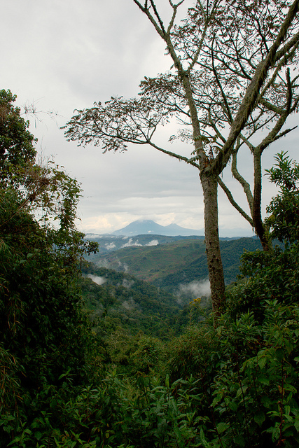 ヴィルンガ国立公園の画像24