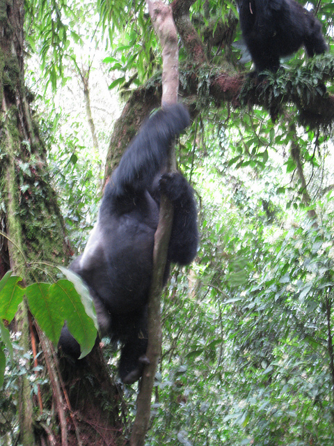 カフジ-ビエガ国立公園の画像8