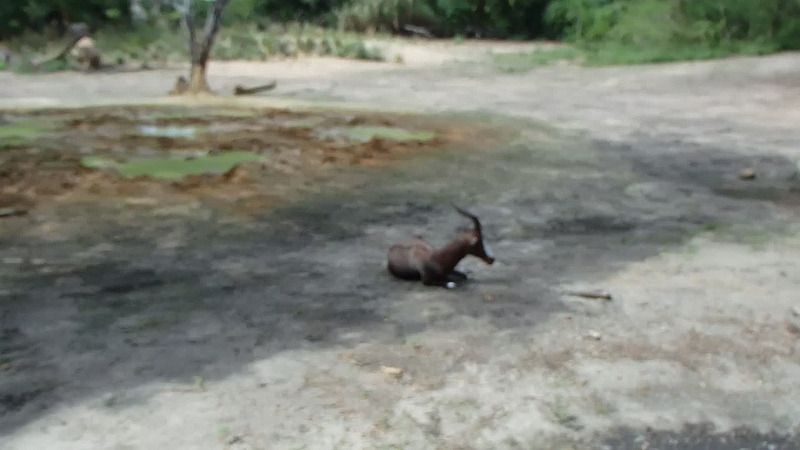 オカピ野生生物保護区　の画像1