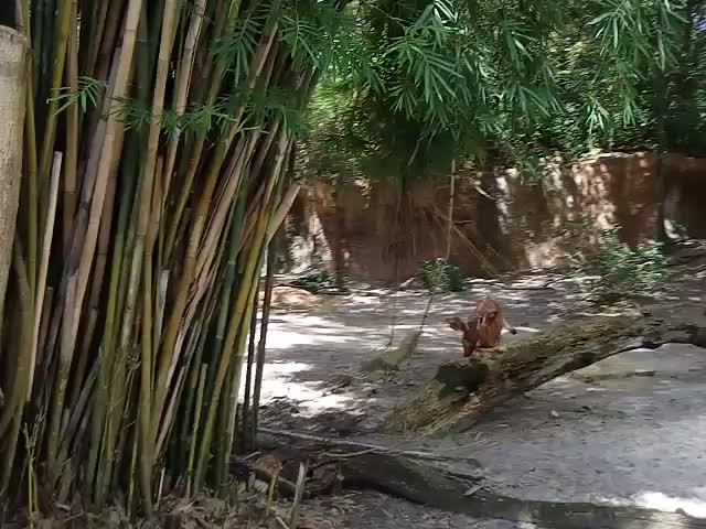 オカピ野生生物保護区　の画像2
