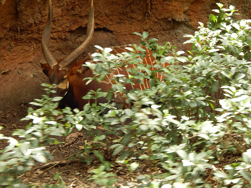 オカピ野生生物保護区　の画像4