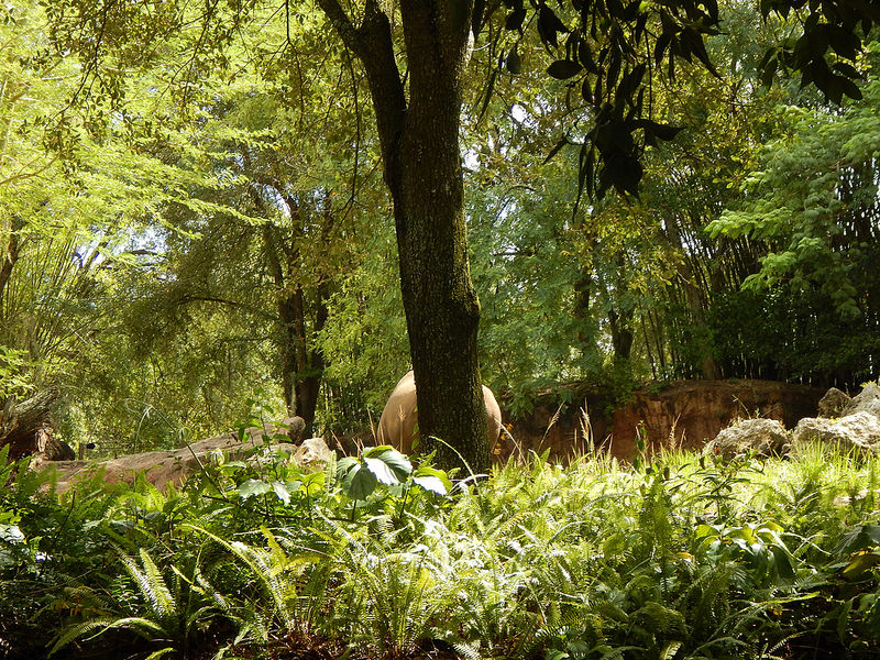 オカピ野生生物保護区　の画像5