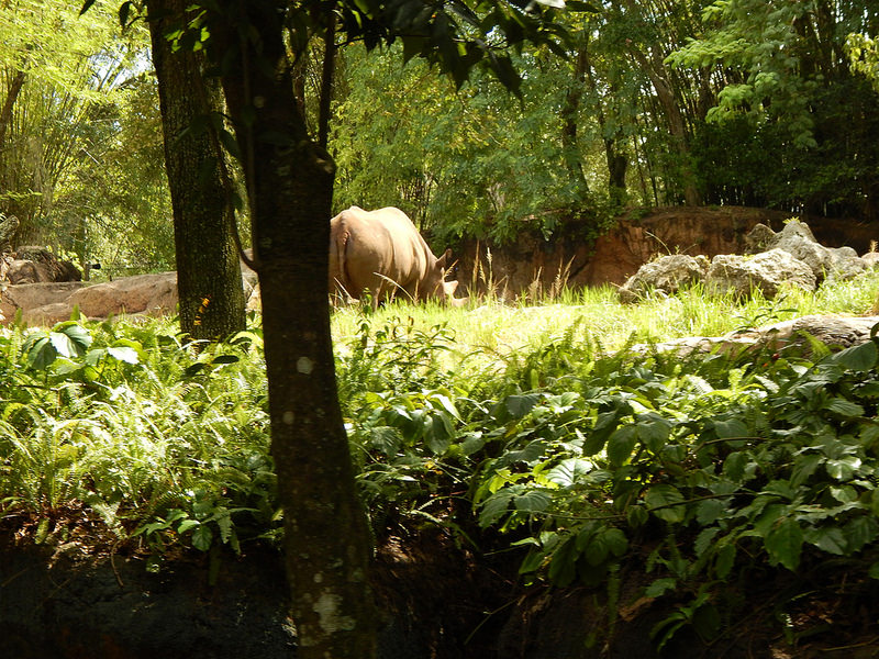 オカピ野生生物保護区　の画像6