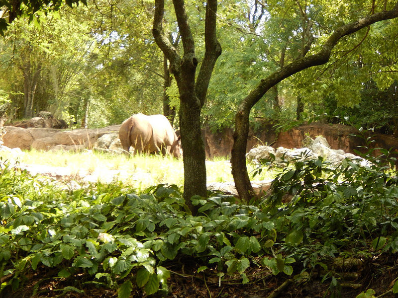 オカピ野生生物保護区　の画像7