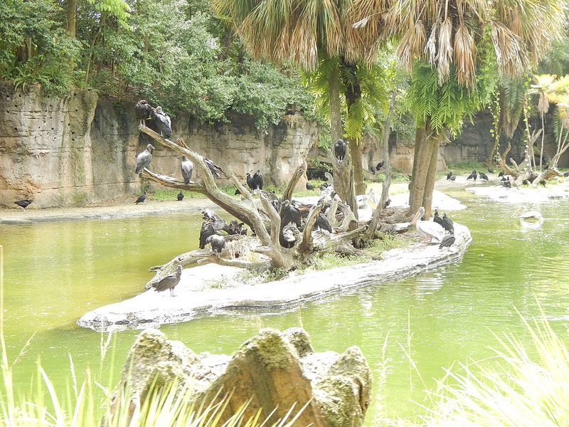 オカピ野生生物保護区　の画像9