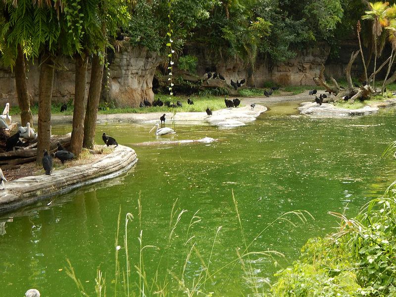 オカピ野生生物保護区　の画像10