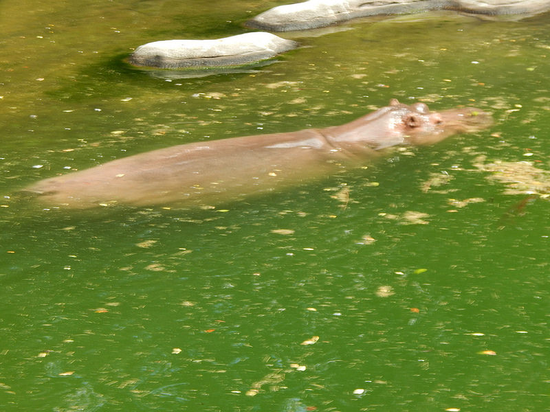 オカピ野生生物保護区　の画像13
