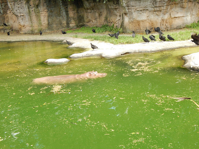 オカピ野生生物保護区　の画像14