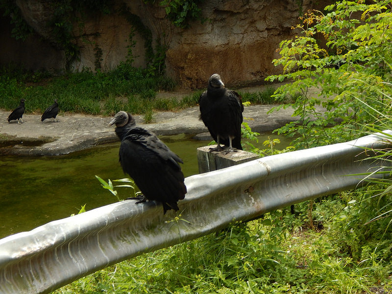 オカピ野生生物保護区　の画像15
