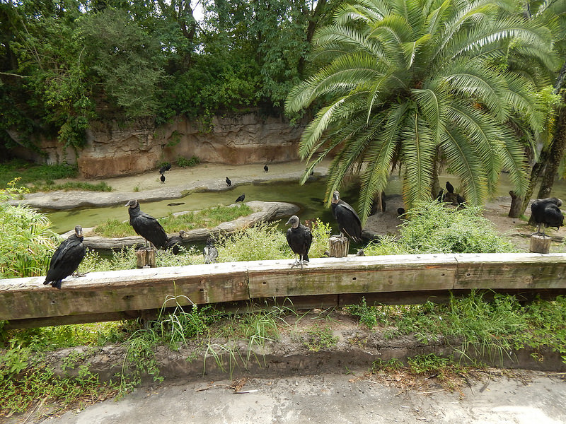 オカピ野生生物保護区　の画像16