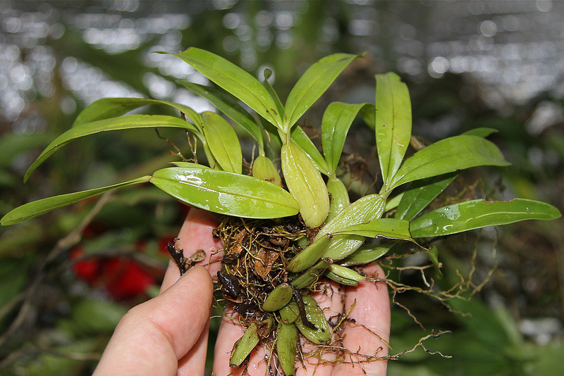 タイ国立公園の画像3