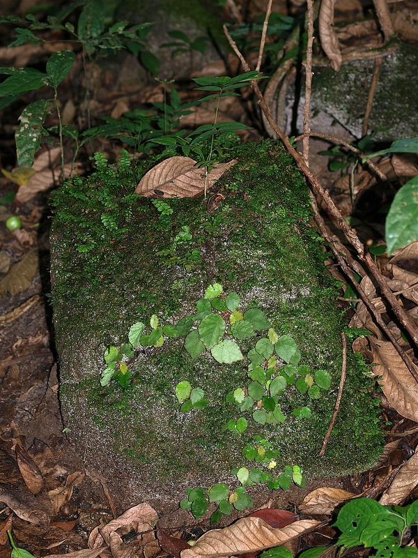 タイ国立公園の画像4