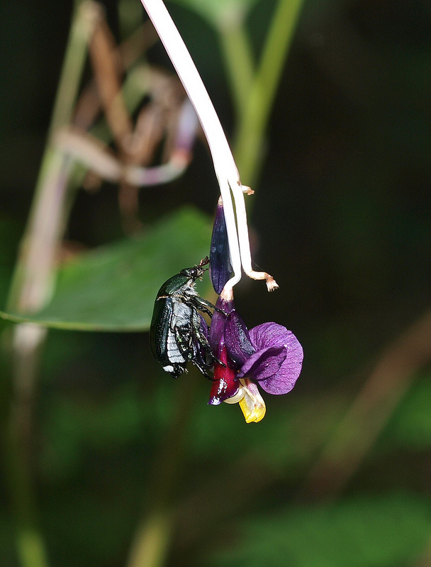 タイ国立公園の画像6