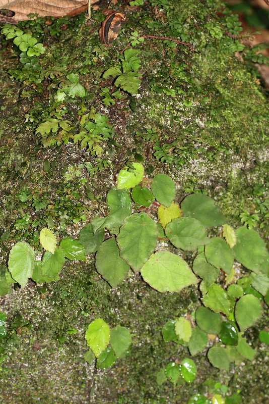 タイ国立公園の画像9