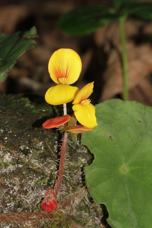 タイ国立公園の画像10