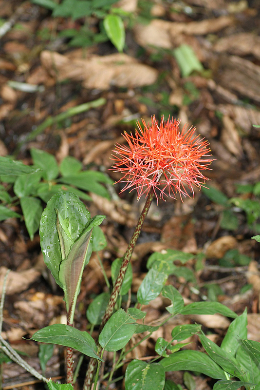 タイ国立公園の画像14