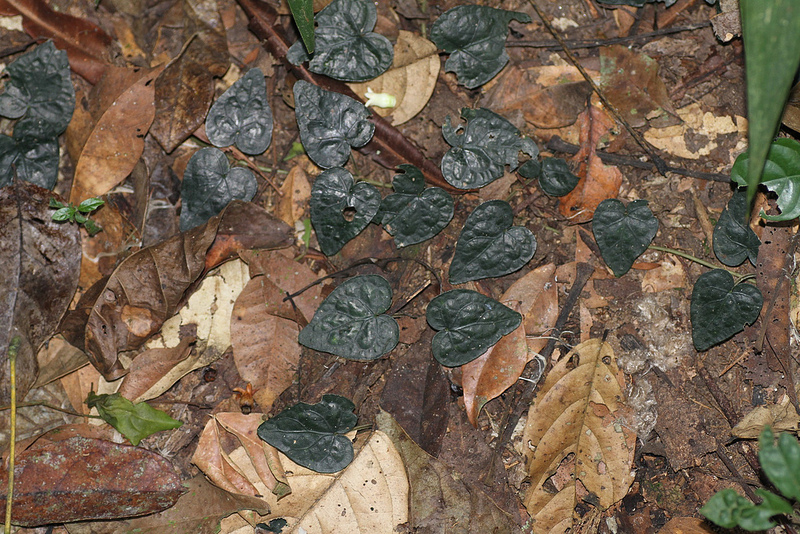 タイ国立公園の画像19