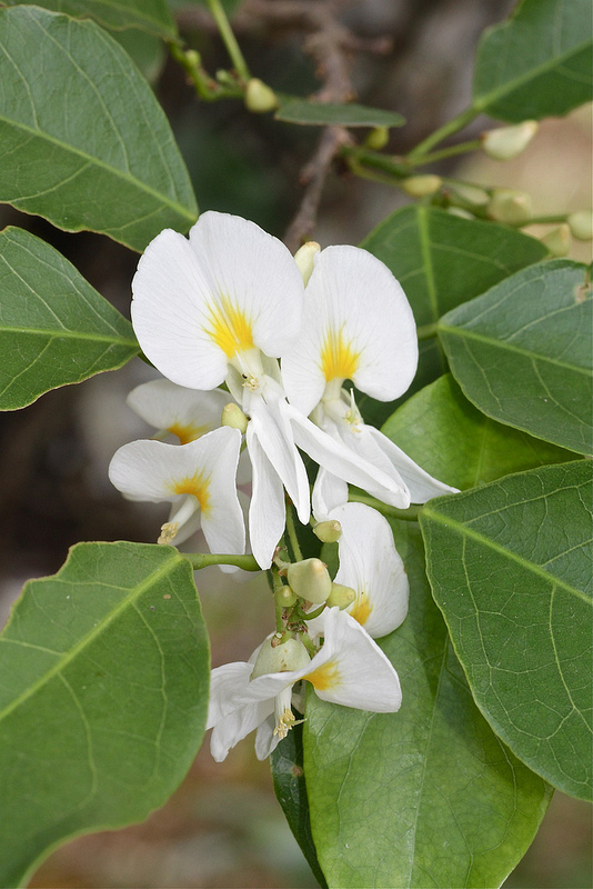 タイ国立公園の画像22