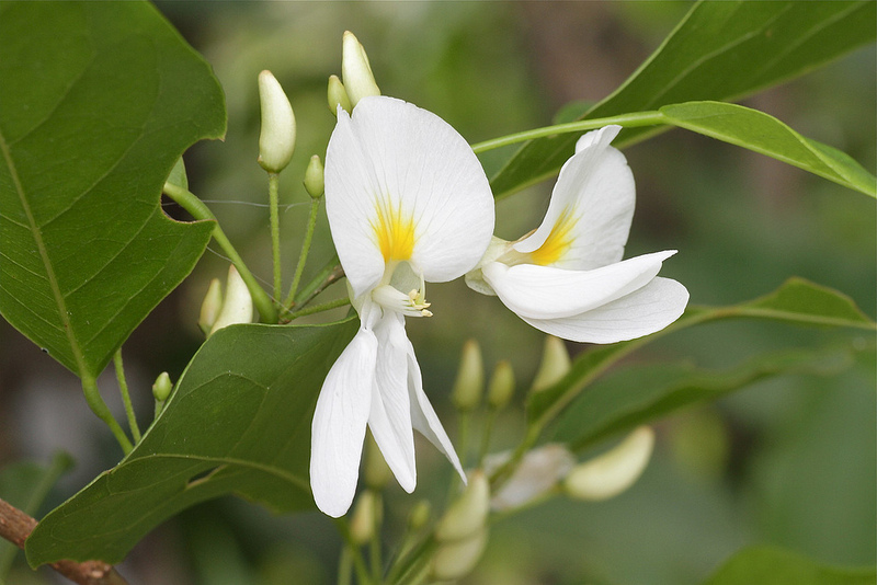 タイ国立公園の画像23