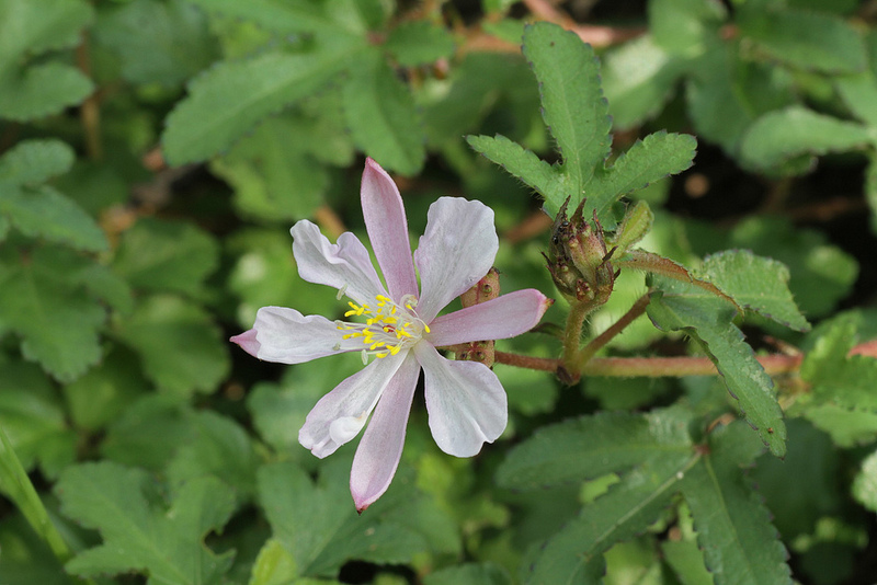 タイ国立公園の画像25