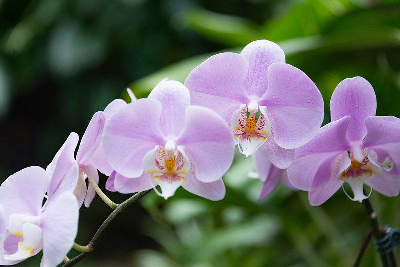 シンガポール植物園の画像26