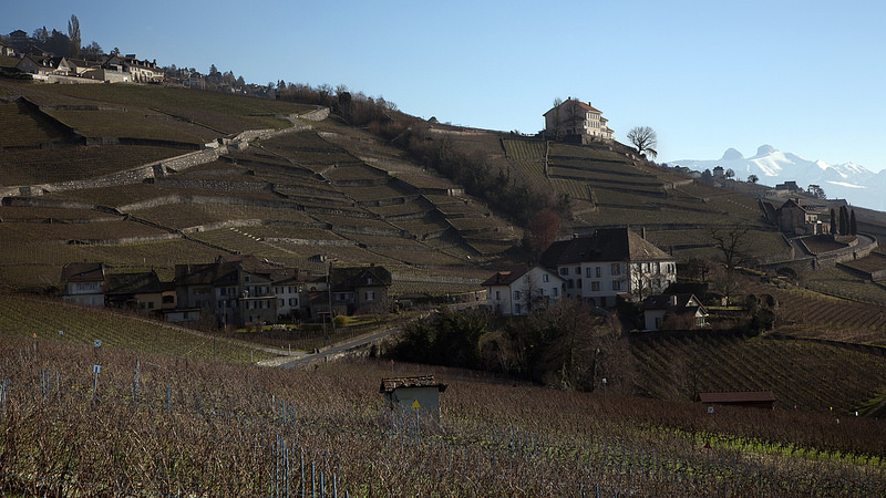 ラヴォー地区の葡萄畑の画像4