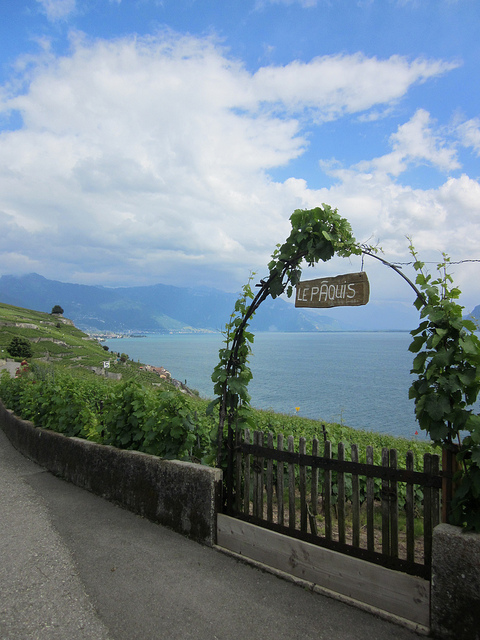 ラヴォー地区の葡萄畑の画像9