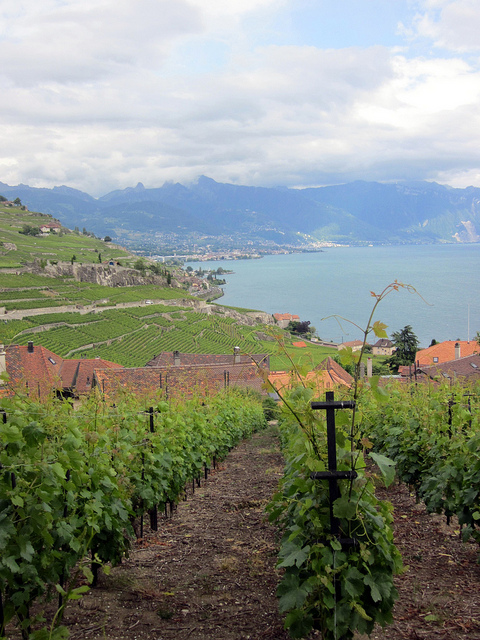 ラヴォー地区の葡萄畑の画像10