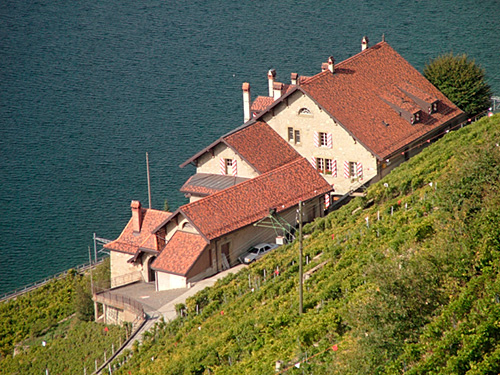 ラヴォー地区の葡萄畑の画像13