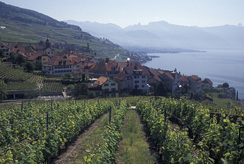 ラヴォー地区の葡萄畑の画像1