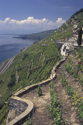 ラヴォー地区の葡萄畑の画像19
