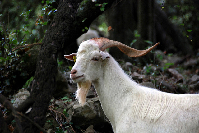 アルタミラ洞窟と北スペインの旧石器時代の洞窟画の画像17