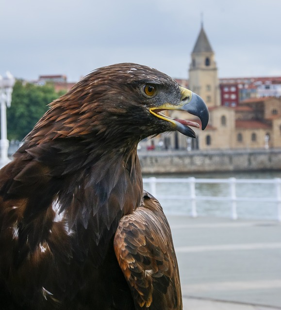 スリランカ中央高原の画像27