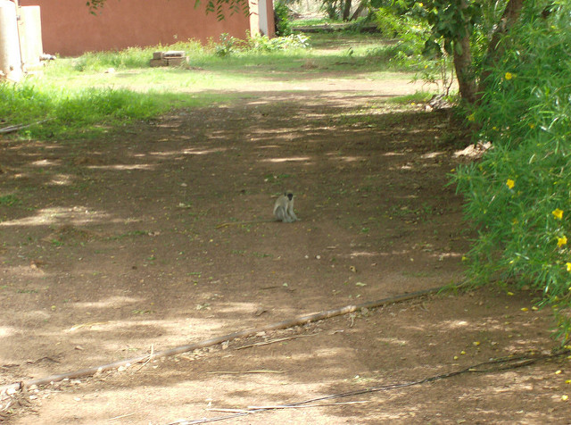 ニョコロ＝コバ国立公園の画像7