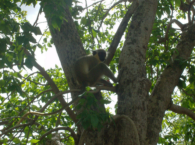 ニョコロ＝コバ国立公園の画像8