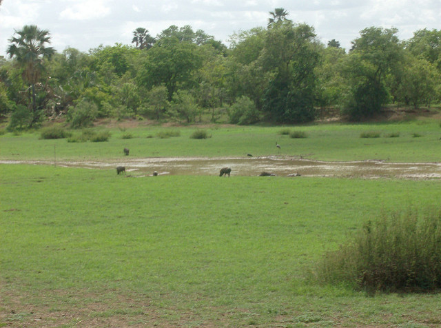 ニョコロ＝コバ国立公園の画像10