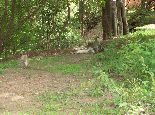 ニョコロ＝コバ国立公園の画像12