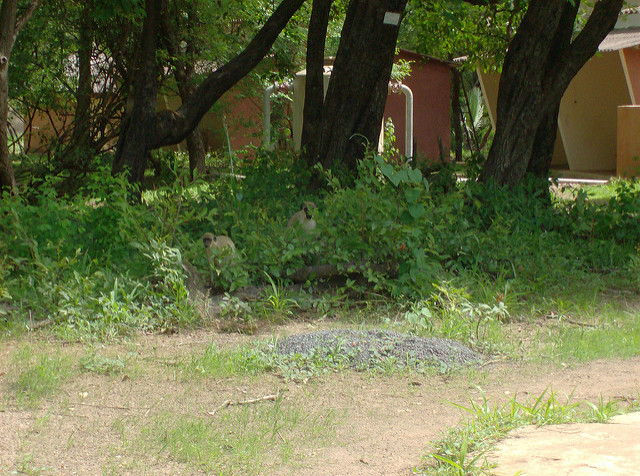ニョコロ＝コバ国立公園の画像14