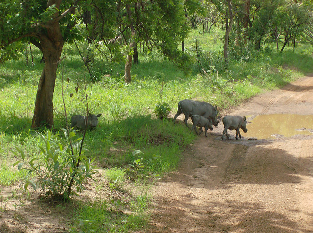 ニョコロ＝コバ国立公園の画像17