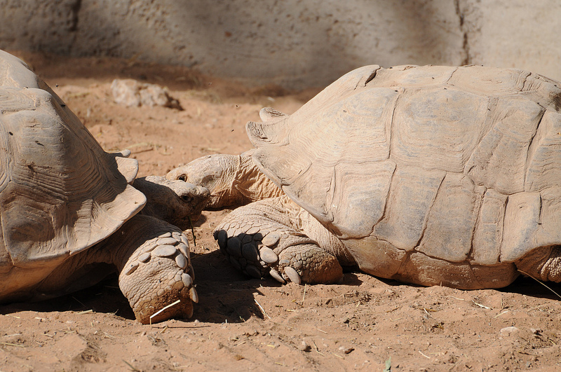 アルダブラ環礁の画像14