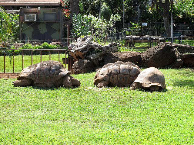 アルダブラ環礁の画像18
