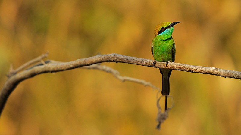 トゥンヤイ-ファイ・カ・ケン野生生物保護区群の画像2
