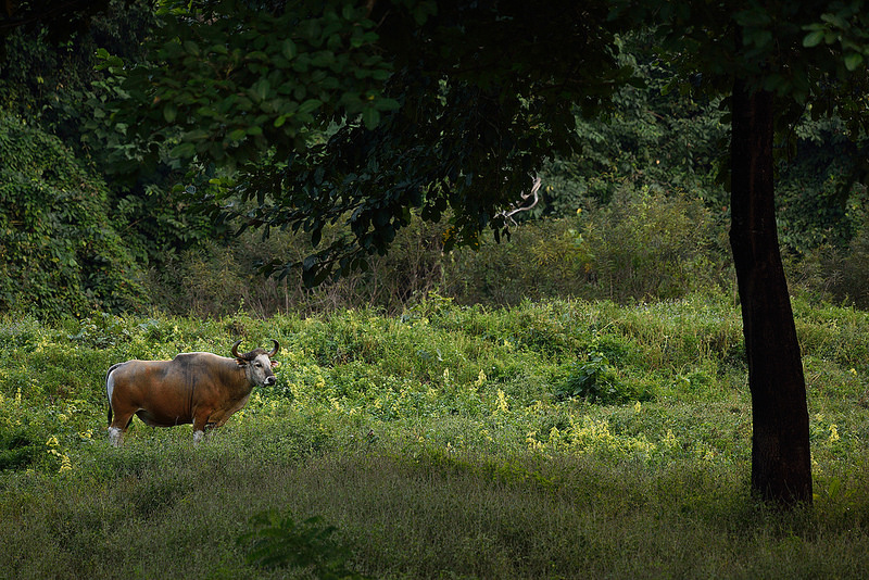 トゥンヤイ-ファイ・カ・ケン野生生物保護区群の画像6