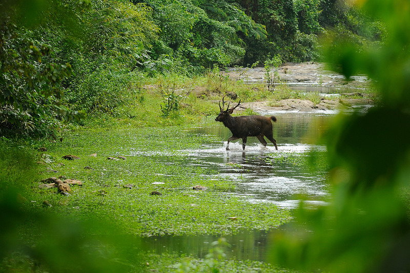 トゥンヤイ-ファイ・カ・ケン野生生物保護区群の画像7