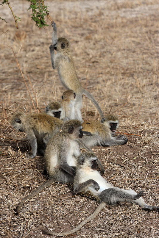 ンゴロンゴロ保全地域の画像4